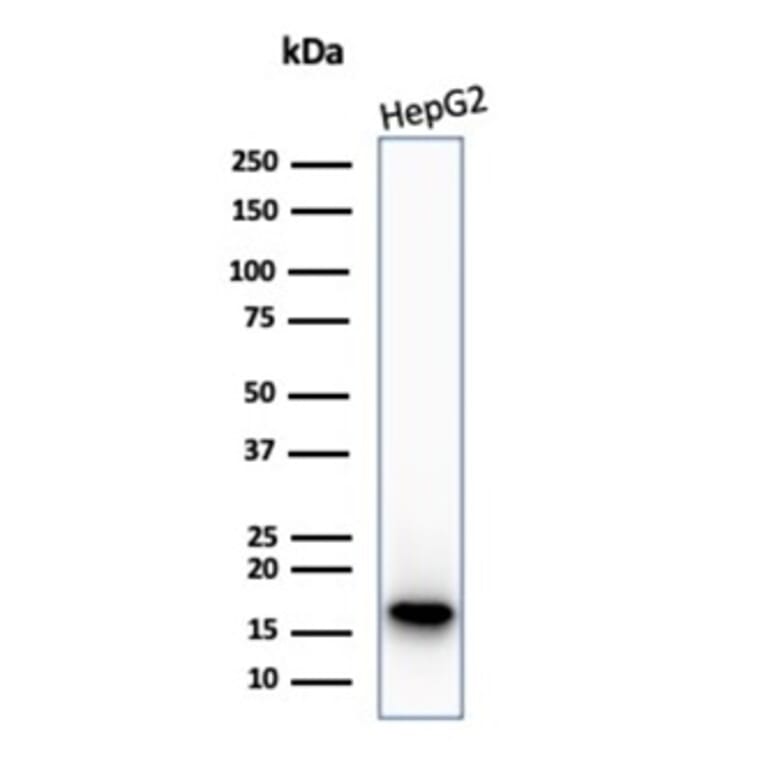 Western Blot - Anti-p16INK4a Antibody [CDKN2A/7081R] - BSA and Azide free (A278543) - Antibodies.com