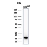 Western Blot - Anti-p16INK4a Antibody [CDKN2A/7081R] - BSA and Azide free (A278543) - Antibodies.com