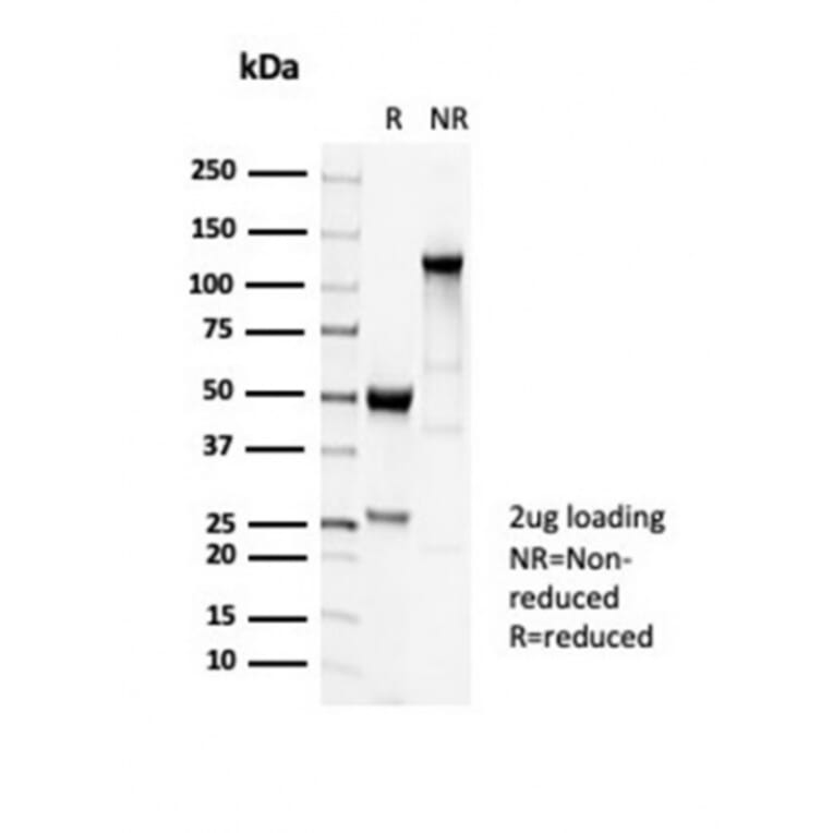 SDS-PAGE - Anti-beta III Tubulin Antibody [TUBB3/7089R] - BSA and Azide free (A278544) - Antibodies.com