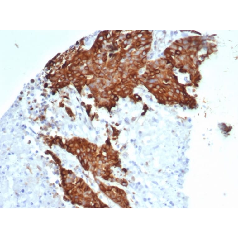 Immunohistochemistry - Anti-beta III Tubulin Antibody [TUBB3/7089R] - BSA and Azide free (A278544) - Antibodies.com