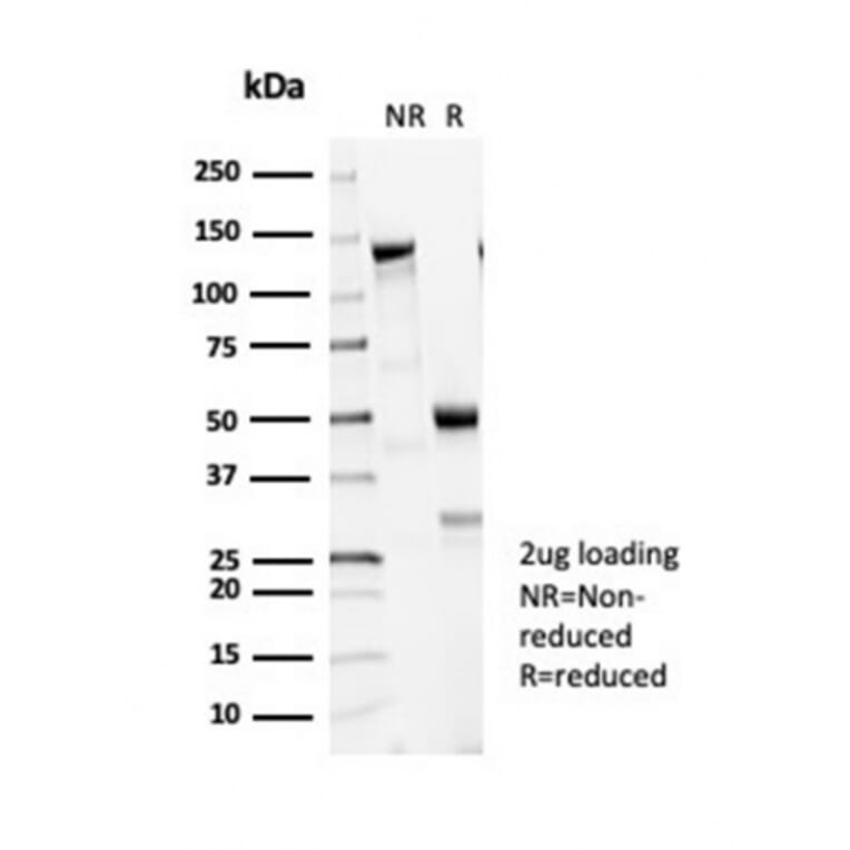 SDS-PAGE - Anti-beta III Tubulin Antibody [TUBB3/7090R] - BSA and Azide free (A278545) - Antibodies.com