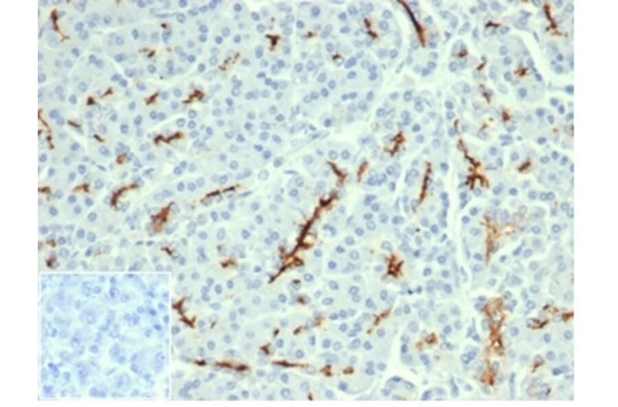 Immunohistochemistry - Anti-CFTR Antibody [CFTR/6477R] - BSA and Azide free (A278547) - Antibodies.com