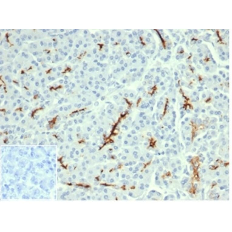 Immunohistochemistry - Anti-CFTR Antibody [CFTR/6477R] - BSA and Azide free (A278547) - Antibodies.com