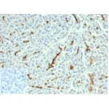 Immunohistochemistry - Anti-CFTR Antibody [CFTR/6477R] - BSA and Azide free (A278547) - Antibodies.com