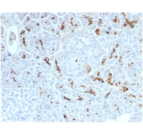 Immunohistochemistry - Anti-CFTR Antibody [CFTR/7154R] - BSA and Azide free (A278549) - Antibodies.com