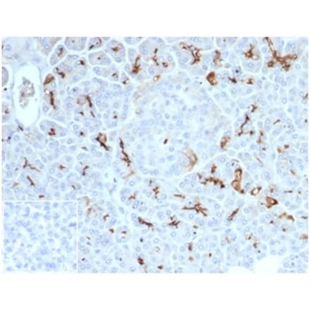 Immunohistochemistry - Anti-CFTR Antibody [CFTR/7154R] - BSA and Azide free (A278549) - Antibodies.com