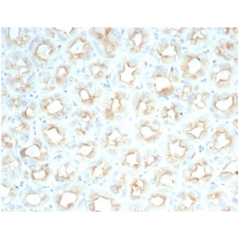 Immunohistochemistry - Anti-CFTR Antibody [CFTR/7154R] - BSA and Azide free (A278549) - Antibodies.com