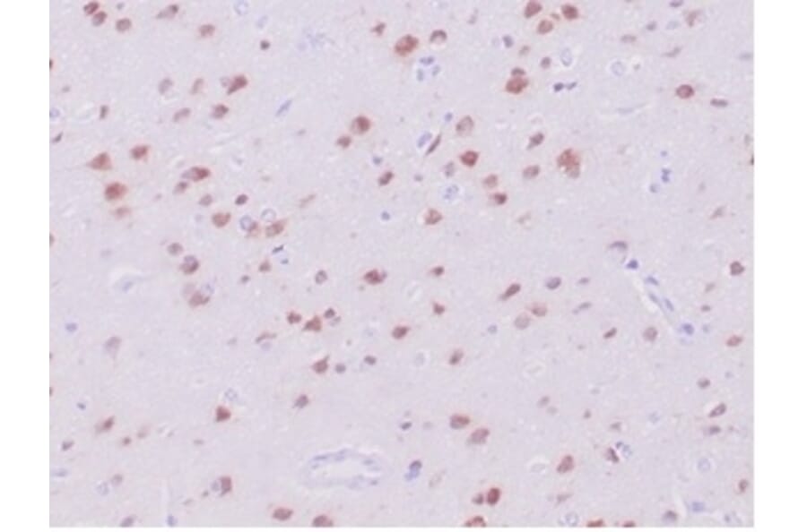 Immunohistochemistry - Anti-NeuN Antibody [NeuN/288R] - BSA and Azide free (A278553) - Antibodies.com