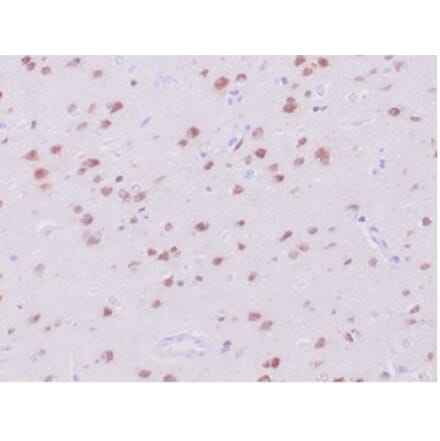 Immunohistochemistry - Anti-NeuN Antibody [NeuN/288R] - BSA and Azide free (A278553) - Antibodies.com
