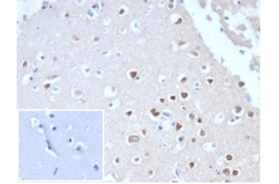 Immunohistochemistry - Anti-NeuN Antibody [NeuN/288R] - BSA and Azide free (A278553) - Antibodies.com