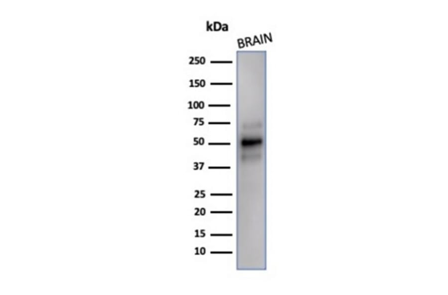 Western Blot - Anti-NeuN Antibody [NeuN/288R] - BSA and Azide free (A278553) - Antibodies.com