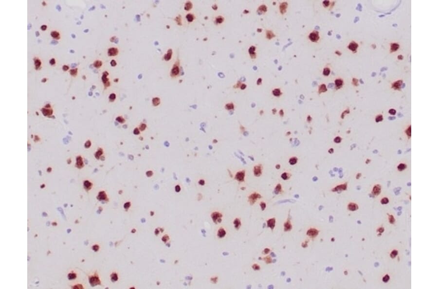 Immunohistochemistry - Anti-NeuN Antibody [NeuN/6694R] - BSA and Azide free (A278554) - Antibodies.com