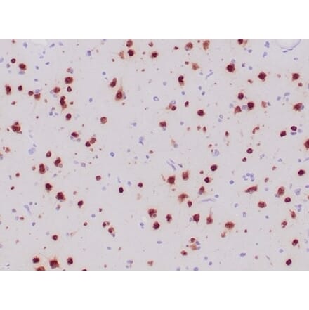 Immunohistochemistry - Anti-NeuN Antibody [NeuN/6694R] - BSA and Azide free (A278554) - Antibodies.com