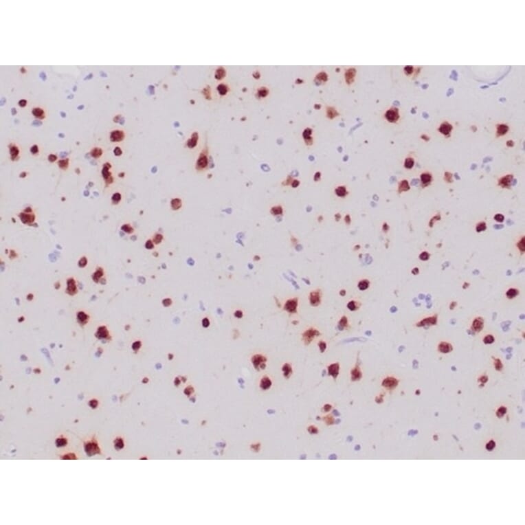 Immunohistochemistry - Anti-NeuN Antibody [NeuN/6694R] - BSA and Azide free (A278554) - Antibodies.com