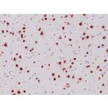 Immunohistochemistry - Anti-NeuN Antibody [NeuN/6694R] - BSA and Azide free (A278554) - Antibodies.com