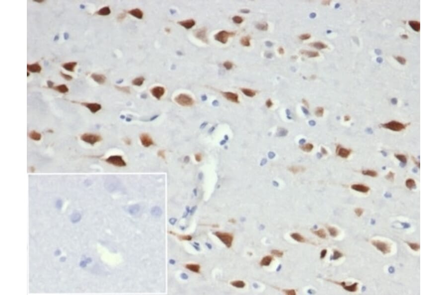 Immunohistochemistry - Anti-NeuN Antibody [NeuN/6694R] - BSA and Azide free (A278554) - Antibodies.com