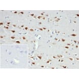 Immunohistochemistry - Anti-NeuN Antibody [NeuN/6694R] - BSA and Azide free (A278554) - Antibodies.com