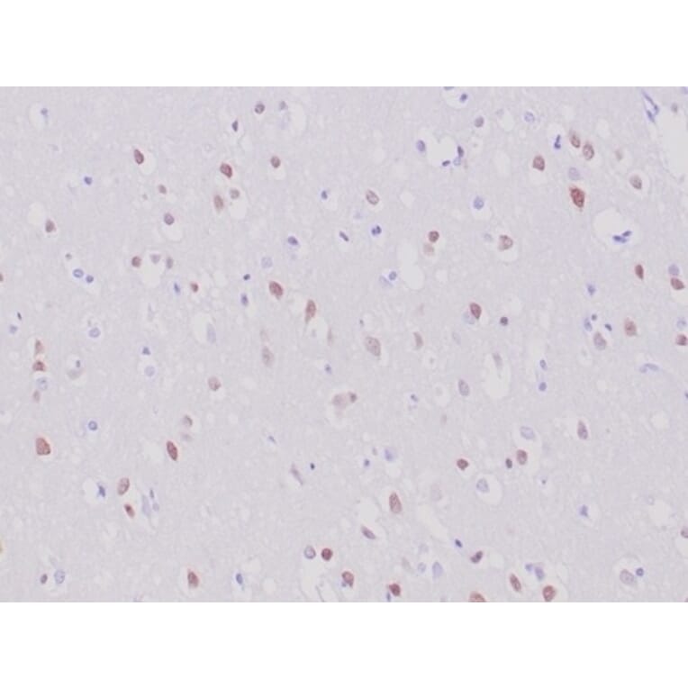 Immunohistochemistry - Anti-NeuN Antibody [NeuN/6694R] - BSA and Azide free (A278554) - Antibodies.com