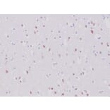 Immunohistochemistry - Anti-NeuN Antibody [NeuN/6694R] - BSA and Azide free (A278554) - Antibodies.com