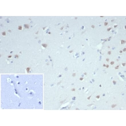 Immunohistochemistry - Anti-NeuN Antibody [NeuN/7071R] - BSA and Azide free (A278555) - Antibodies.com