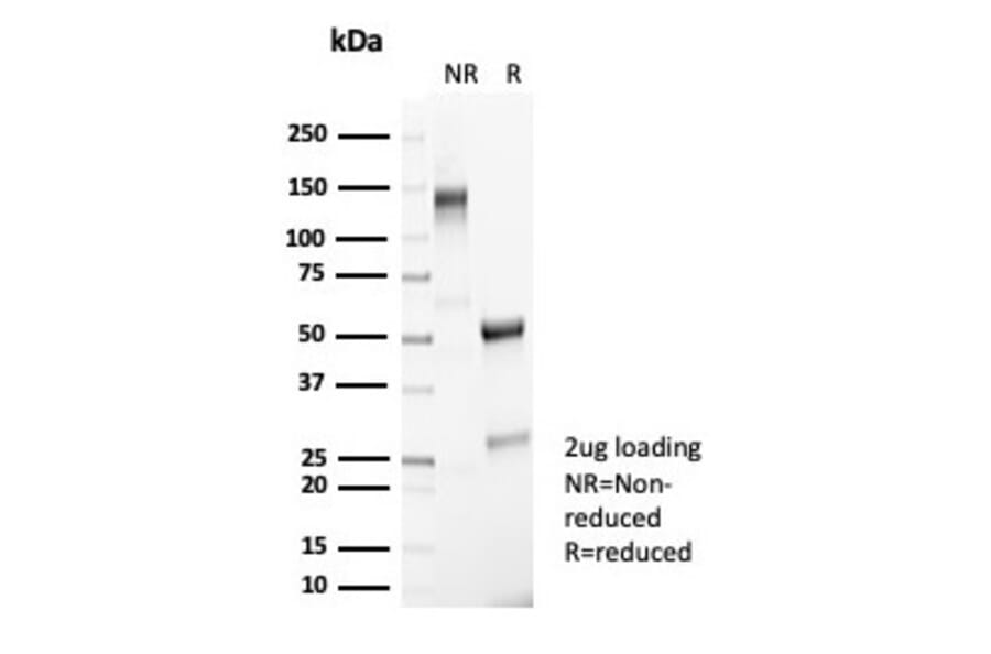 SDS-PAGE - Anti-NeuN Antibody [NeuN/7071R] - BSA and Azide free (A278555) - Antibodies.com