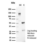 SDS-PAGE - Anti-NeuN Antibody [NeuN/7071R] - BSA and Azide free (A278555) - Antibodies.com