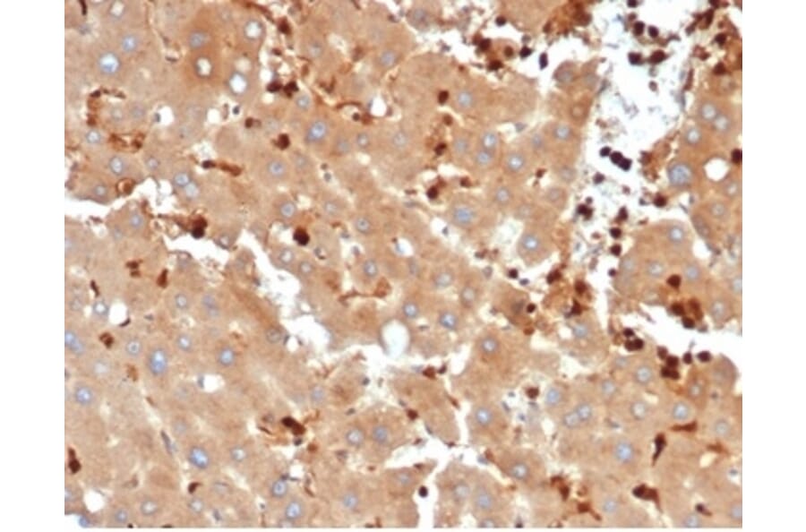 Immunohistochemistry - Anti-FABP5 Antibody [FABP5/6353R] - BSA and Azide free (A278569) - Antibodies.com