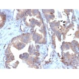 Immunohistochemistry - Anti-FABP5 Antibody [FABP5/6353R] - BSA and Azide free (A278569) - Antibodies.com