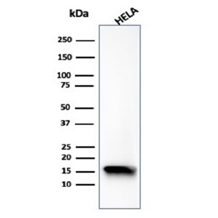 Western Blot - Anti-FABP5 Antibody [FABP5/6353R] - BSA and Azide free (A278569) - Antibodies.com