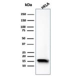 Western Blot - Anti-FABP5 Antibody [FABP5/6353R] - BSA and Azide free (A278569) - Antibodies.com