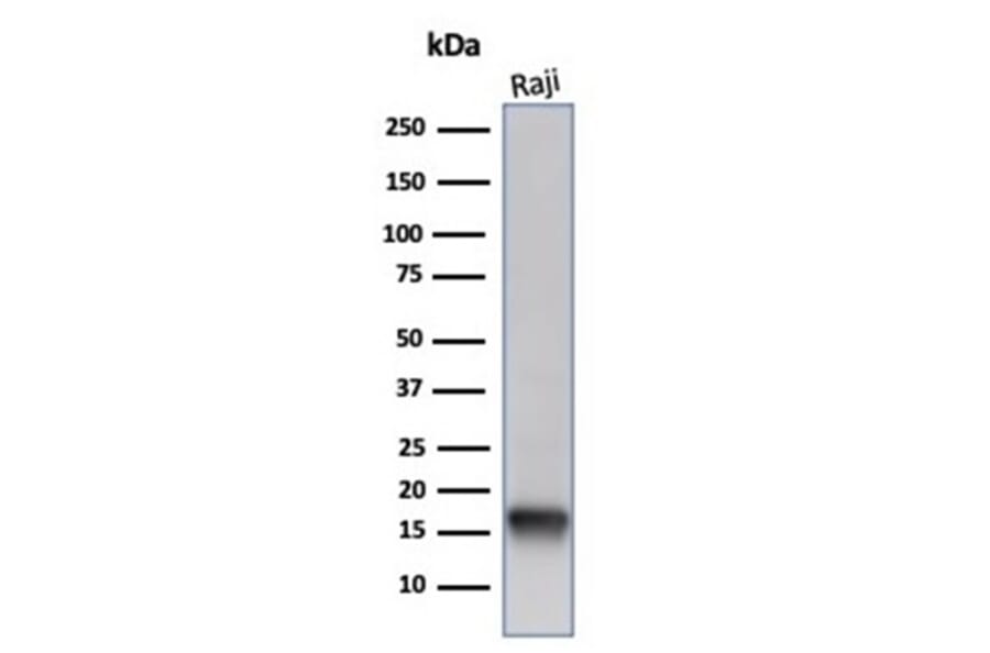Western Blot - Anti-FABP5 Antibody [FABP5/6353R] - BSA and Azide free (A278569) - Antibodies.com