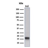 Western Blot - Anti-FABP5 Antibody [FABP5/6353R] - BSA and Azide free (A278569) - Antibodies.com