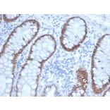 Immunohistochemistry - Anti-SATB2 Antibody [rSATB2/6929] - BSA and Azide free (A278573) - Antibodies.com