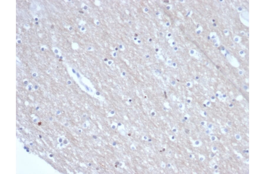 Immunohistochemistry - Anti-SATB2 Antibody [rSATB2/6929] - BSA and Azide free (A278573) - Antibodies.com
