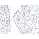 Immunohistochemistry - Anti-Steroidogenic Factor 1 Antibody [NR5A1/4368R] - BSA and Azide free (A278576) - Antibodies.com