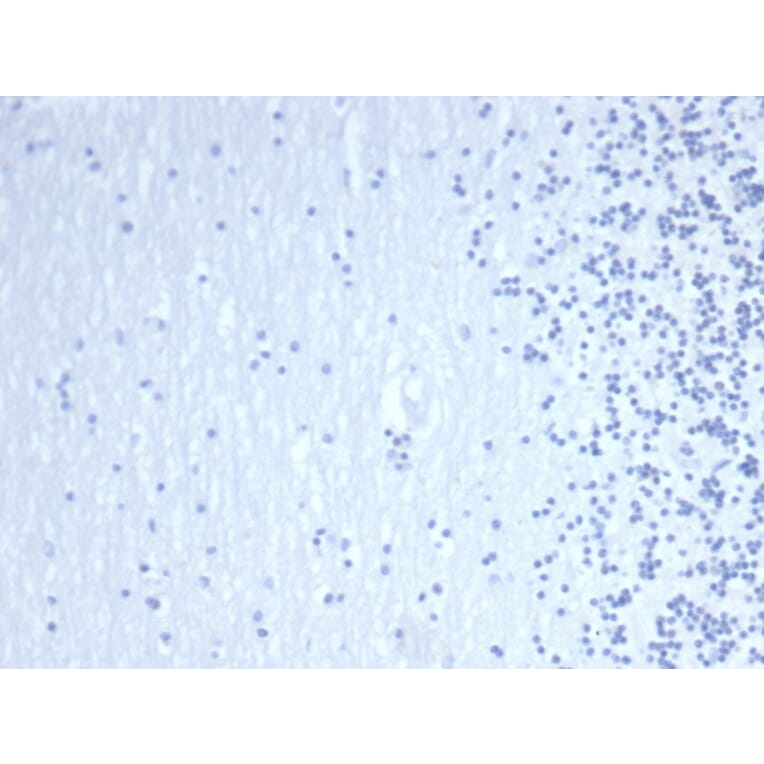 Immunohistochemistry - Anti-GATA3 Antibody [GATA3/4550R] - BSA and Azide free (A278577) - Antibodies.com