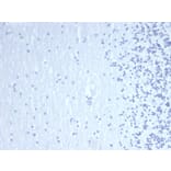 Immunohistochemistry - Anti-GATA3 Antibody [GATA3/4550R] - BSA and Azide free (A278577) - Antibodies.com