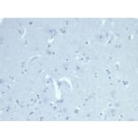 Immunohistochemistry - Anti-AMH Antibody [AMH/6713R] - BSA and Azide free (A278578) - Antibodies.com