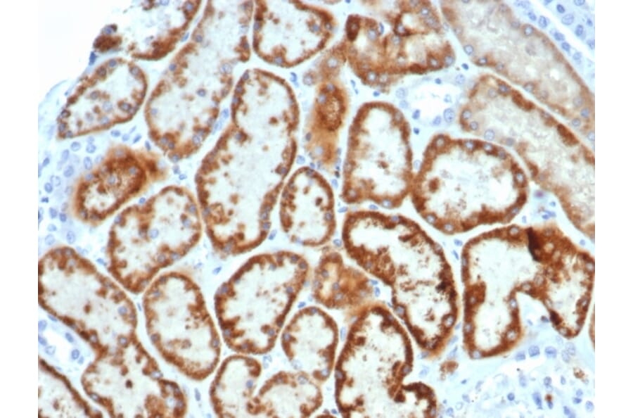 Immunohistochemistry - Anti-AMH Antibody [AMH/6713R] - BSA and Azide free (A278578) - Antibodies.com