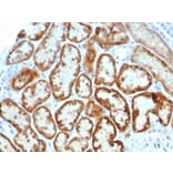 Immunohistochemistry - Anti-AMH Antibody [AMH/6713R] - BSA and Azide free (A278578) - Antibodies.com