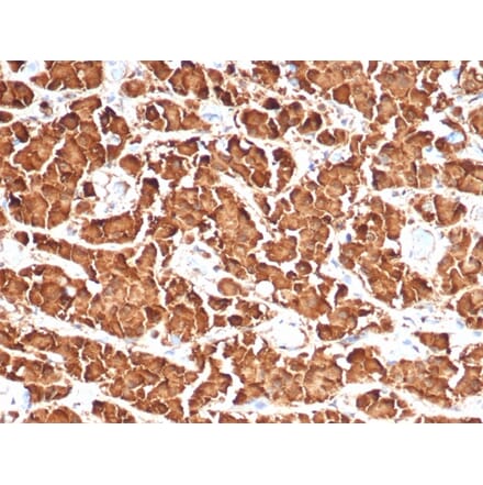 Immunohistochemistry - Anti-Growth Hormone Antibody [GH/4886R] - BSA and Azide free (A278579) - Antibodies.com