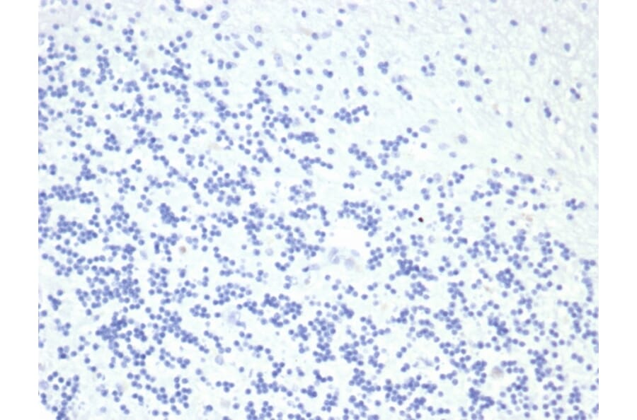 Immunohistochemistry - Anti-Growth Hormone Antibody [GH/4886R] - BSA and Azide free (A278579) - Antibodies.com