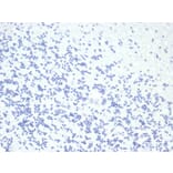 Immunohistochemistry - Anti-Growth Hormone Antibody [GH/4886R] - BSA and Azide free (A278579) - Antibodies.com