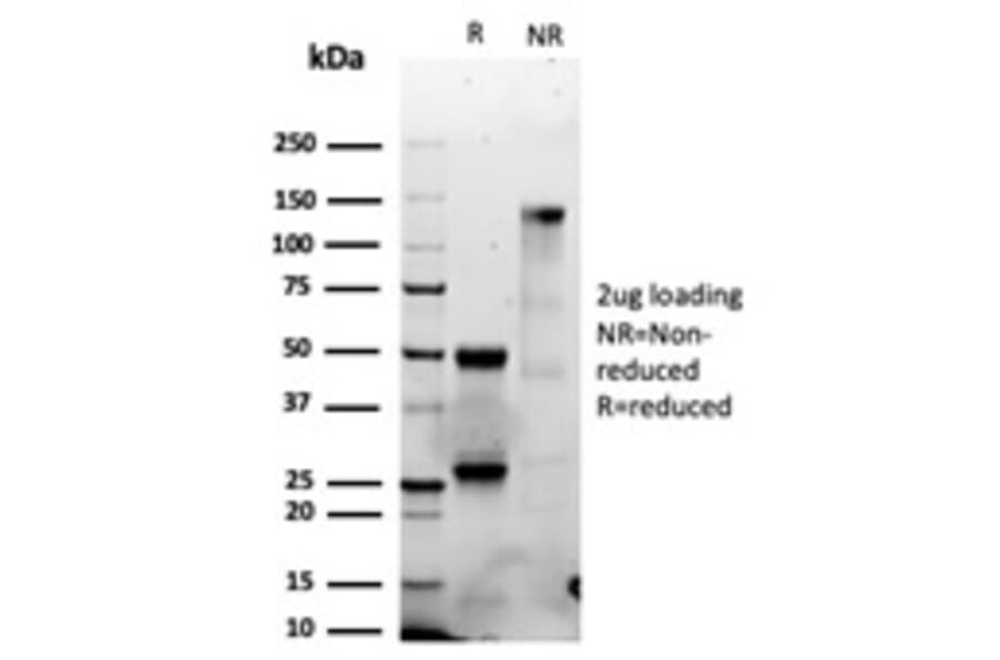 SDS-PAGE - Anti-Granzyme B Antibody [GZMB/6530R] - BSA and Azide free (A278582) - Antibodies.com