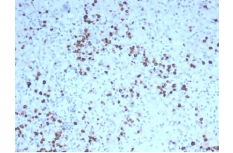 Immunohistochemistry - Anti-Granzyme B Antibody [GZMB/4539R] - BSA and Azide free (A278583) - Antibodies.com