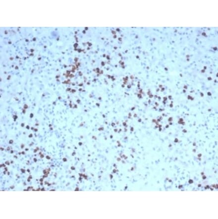 Immunohistochemistry - Anti-Granzyme B Antibody [GZMB/4539R] - BSA and Azide free (A278583) - Antibodies.com