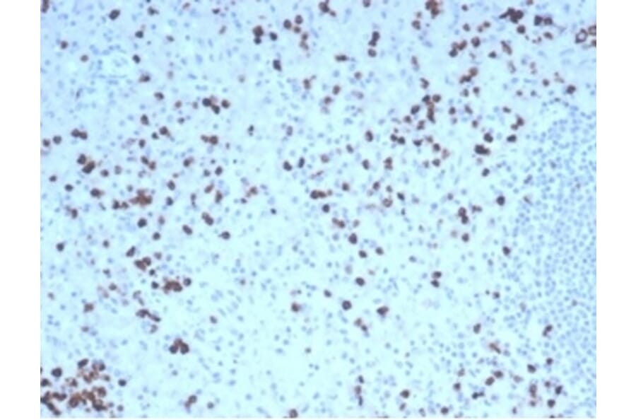 Immunohistochemistry - Anti-Granzyme B Antibody [GZMB/4539R] - BSA and Azide free (A278583) - Antibodies.com