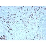 Immunohistochemistry - Anti-Granzyme B Antibody [GZMB/4539R] - BSA and Azide free (A278583) - Antibodies.com