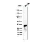 Western Blot - Anti-Granzyme B Antibody [GZMB/4539R] - BSA and Azide free (A278583) - Antibodies.com