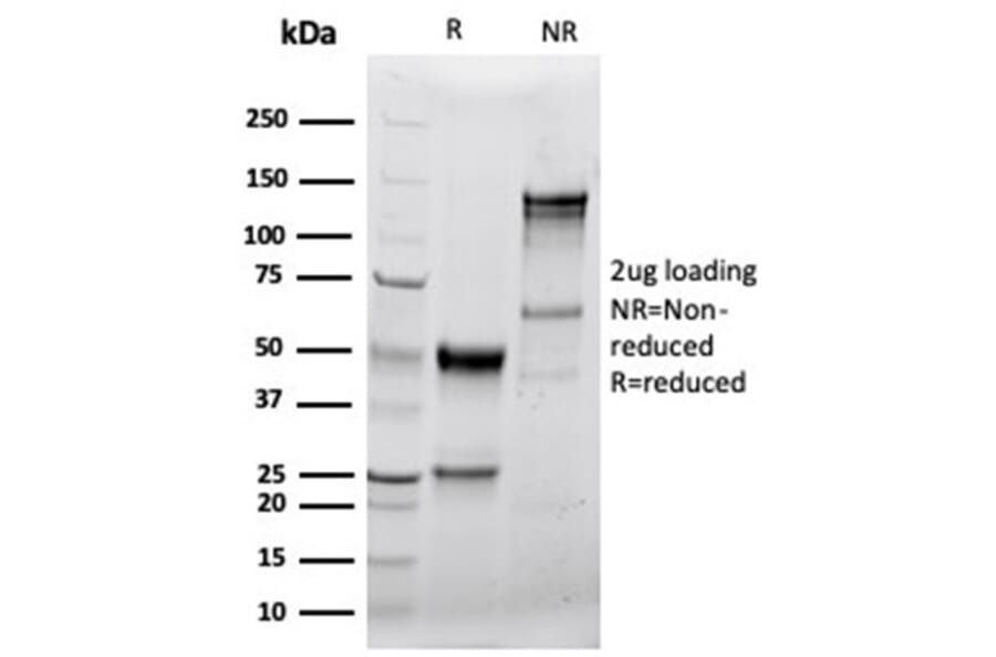 SDS-PAGE - Anti-Granzyme B Antibody [GZMB/4539R] - BSA and Azide free (A278583) - Antibodies.com